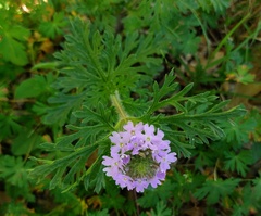 Glandularia bipinnatifida