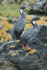 Poikilocarbo gaimardi