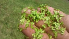 Wolffia brasiliensis