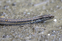 Saphenophis boursieri