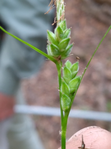 Image of Carex dasycarpa by (c) Scott Ward, some rights reserved (CC BY)