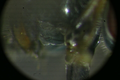 Platycheirus scutatus