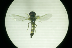 Platycheirus scutatus