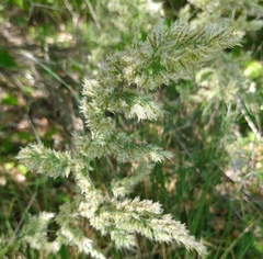 Poa arachnifera