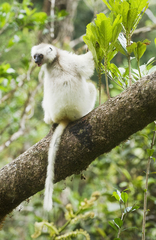 Propithecus candidus