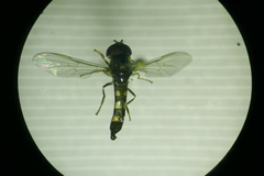 Platycheirus scutatus