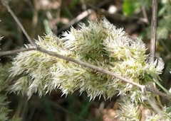 Poa arachnifera