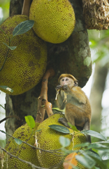 Macaca sinica