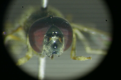 Platycheirus scutatus