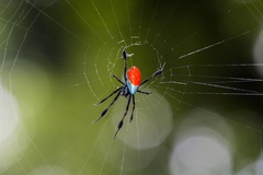 Leucauge sarawakensis