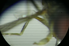 Platycheirus scutatus