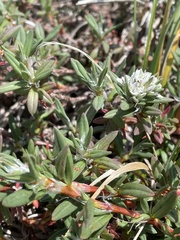 Polygonum paronychia