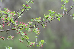 Malus dasyphylla