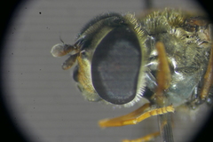 Parasyrphus annulatus