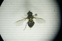 Parasyrphus annulatus