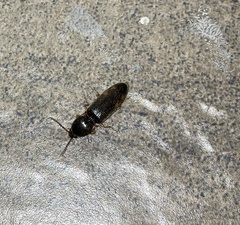 Conoderus semimarginatus