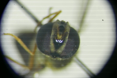 Parasyrphus annulatus