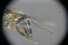 Parasyrphus annulatus