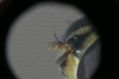 Parasyrphus annulatus