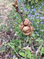 Disholcaspis spongiosa