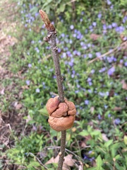 Disholcaspis spongiosa