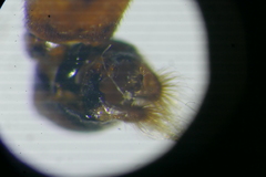 Sphaerophoria taeniata