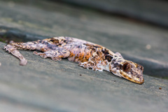 Gekko horsfieldii
