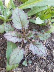 Phacelia campanularia