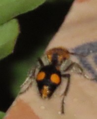 Dasymutilla munifica