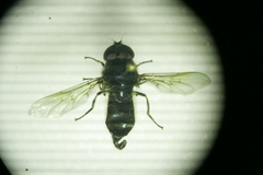 Cheilosia vulpina