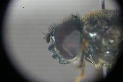 Cheilosia vulpina
