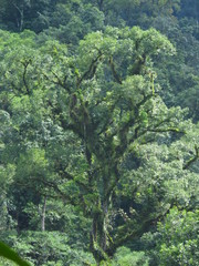 Ulmus mexicana