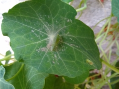 Leptophobia aripa