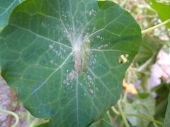 Leptophobia aripa