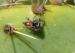 Phidippus phoenix