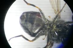 Cheilosia vulpina