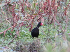 Jacana jacana