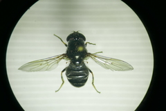 Cheilosia vulpina