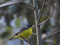 Spinus psaltria