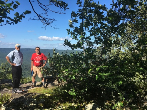 Image of Castanea ozarkensis by (c) Hill Craddock, some rights reserved (CC BY)
