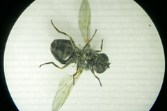 Cheilosia vulpina