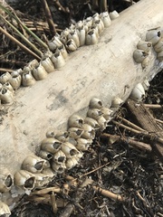 Amphibalanus eburneus