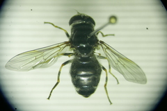 Cheilosia vulpina