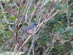 Saltator olivascens