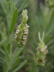 Lavandula viridis