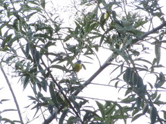 Coereba flaveola