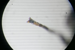 Cheilosia albitarsis