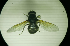 Cheilosia albitarsis
