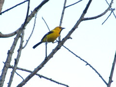 Icterus nigrogularis