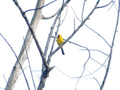 Icterus nigrogularis